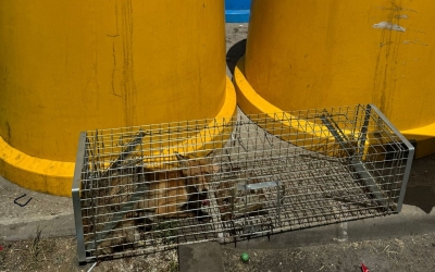 „Ne trezim cu capcanele închise, încearcă și să le fure. Oamenii trebuie să înțeleagă că noi nu le facem niciun rău”. Sfaturi pentru sibieni atunci când se întâlnesc cu o vulpe