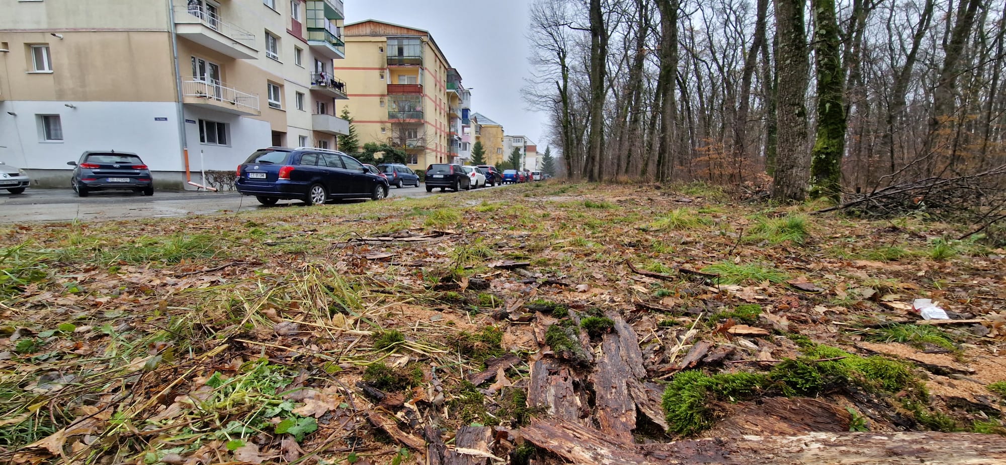 Ecologia în Sibiu: Unii cer măsuri pentru că le cad copacii pe mașini, alții sunt împotriva tăierilor. Peste 50 de arbori uscați, tăiați în Pădurea Dumbrava