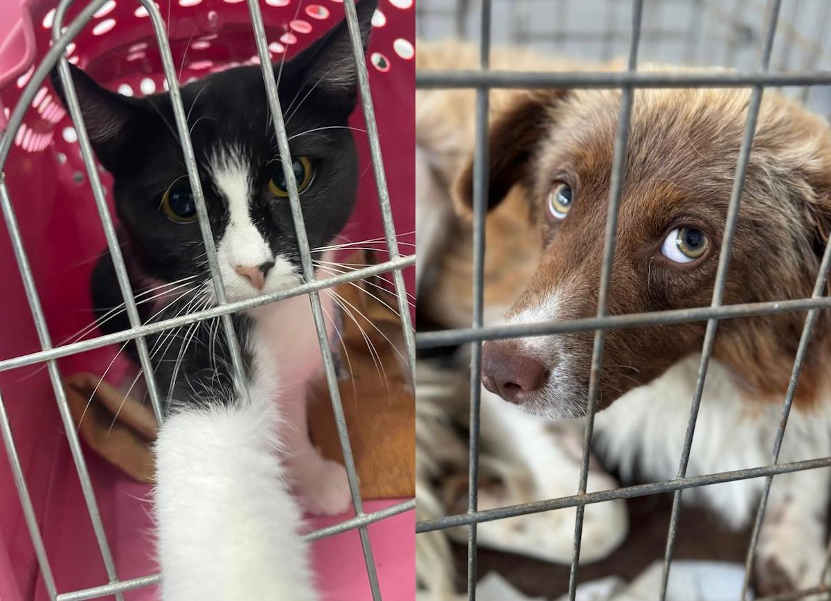 350 de animale sterilizate gratuit de Asociația Animal Life cu banii strânși la Maratonul Internațional Sibiu. „Suntem recunoscători pentru încă un proiect finanțat cu succes”