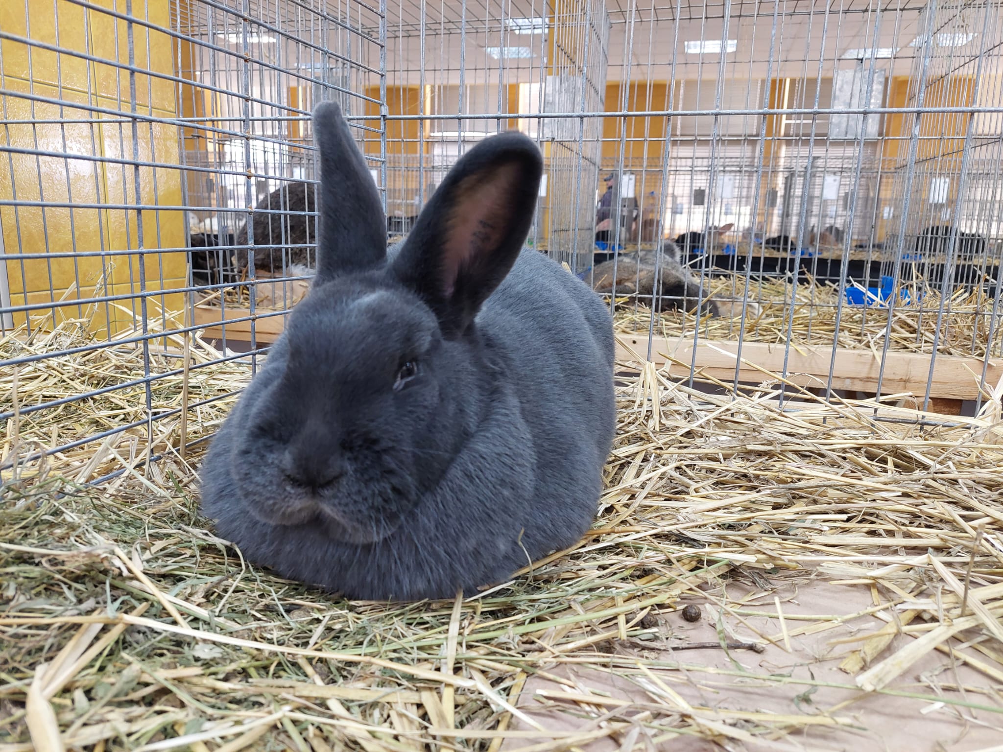 Am fost la o expoziție de iepuri de rasă în Sibiu. Pufoșeniile pot fi admirate, dar și cumpărate. Președinte asociație: „Se adresează tuturor”