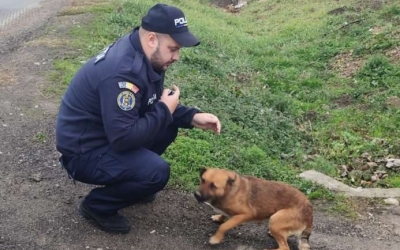 Stăpânul unui căţel, din Caraş-Severin, amendat cu 12.000 după ce l-a abandonat pe marginea drumului