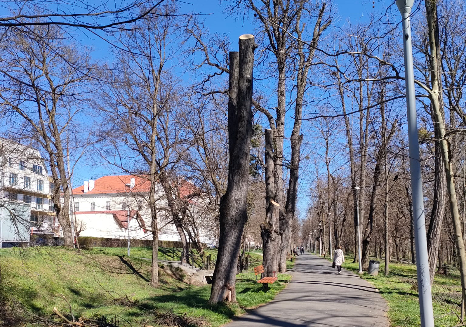 Fiecare arbore din Sibiu va avea o fișă tehnică detaliată: Serviciul Parcuri folosește o aplicație cu funcționalități unice în România