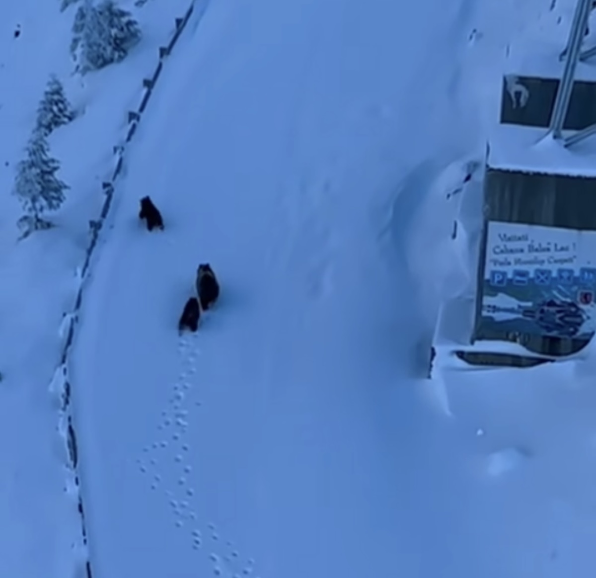 Urși filmați pe Transfăgărășan. Vânător: ”Dacă nu e frig, preferă să mai mănânce din pădure”