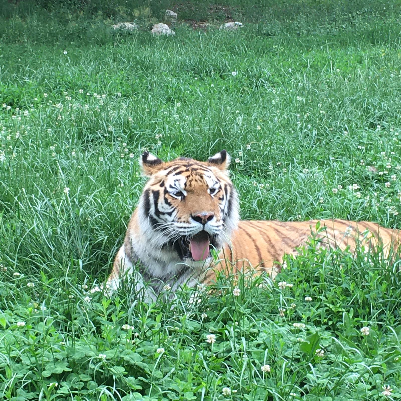 Un angajat de la  Grădina Zoologică Piteşti a murit după ce a fost atacat de un tigru. A intrat în cușcă fără a respecta  protocolul de siguranţă
