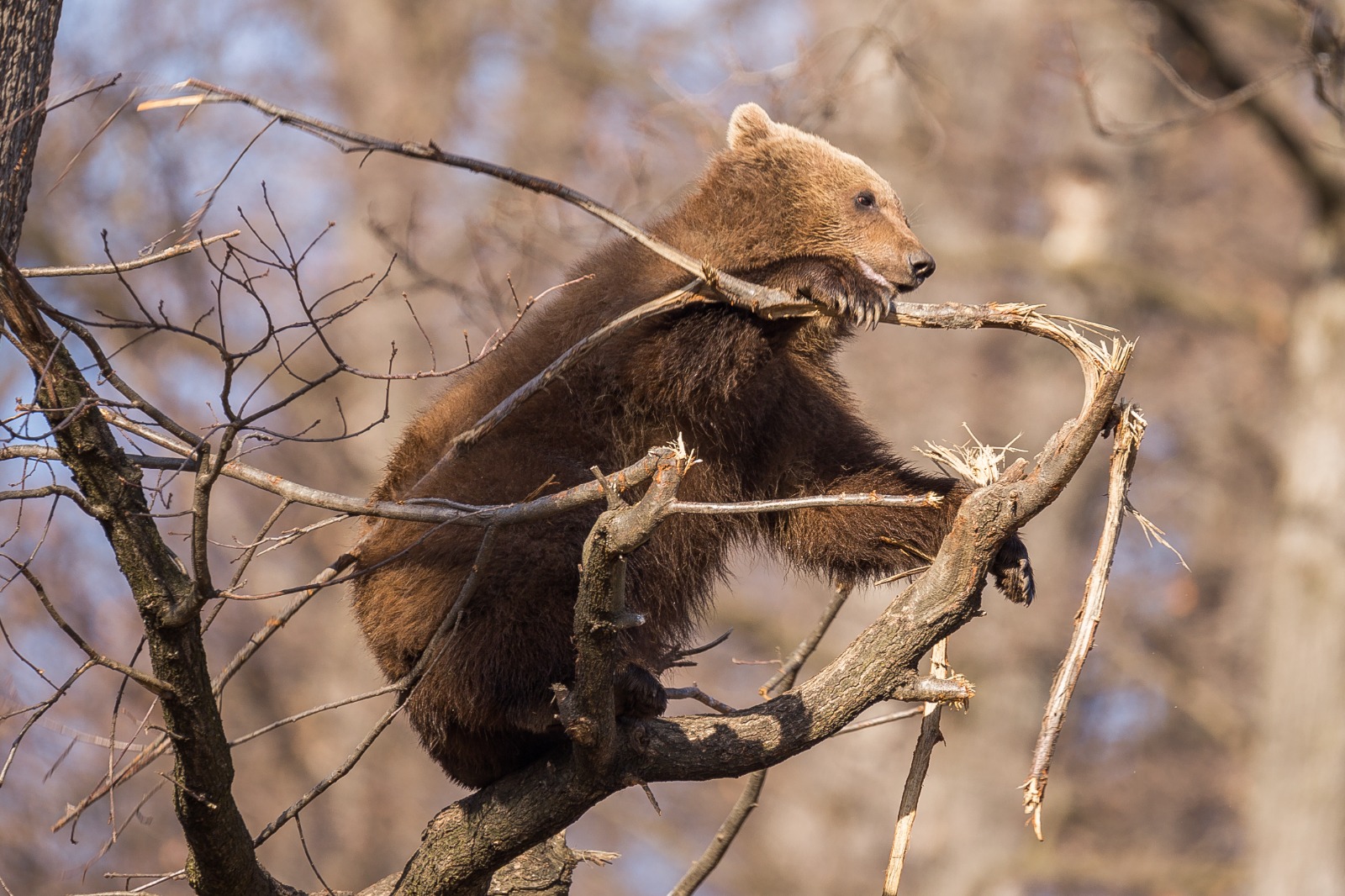 2 februarie, Ziua ursului şi Ziua marmotei, în tradiţiile populare. Au în comun elementul de predicţie a vremii