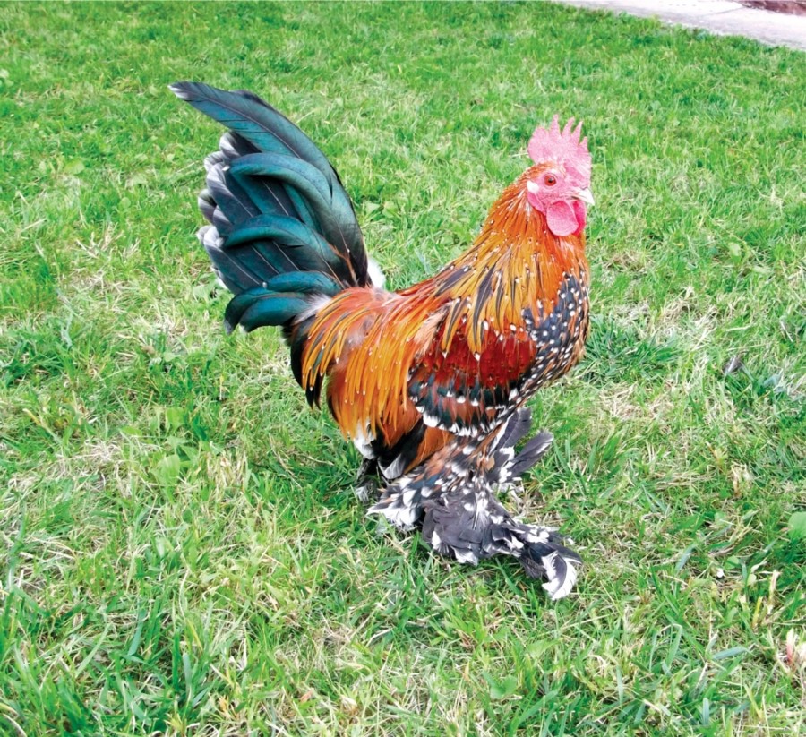 Brahma, Orpington, Sussex: expoziția de găini și animale mici de rasă ajunge în cartierul Lazaret