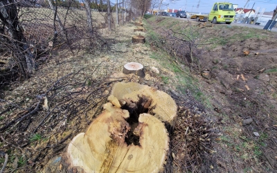 29 de copaci tăiați la intrare în Sibiu pentru a face loc unul supermarket