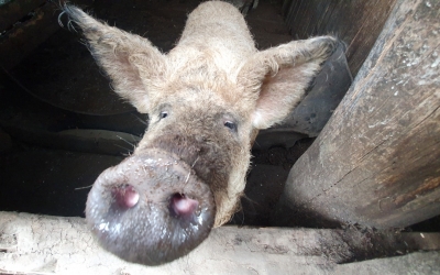 Un nou focar de pestă porcină în județul Sibiu. Autoritățile au stabilit o zonă de protecție de trei kilometri în jur