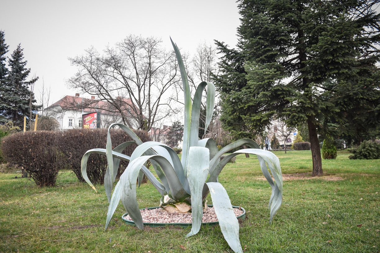 Plante crescute 20 de ani în sere, amplasate prin Sibiu. Înfloresc o singură dată, apoi mor