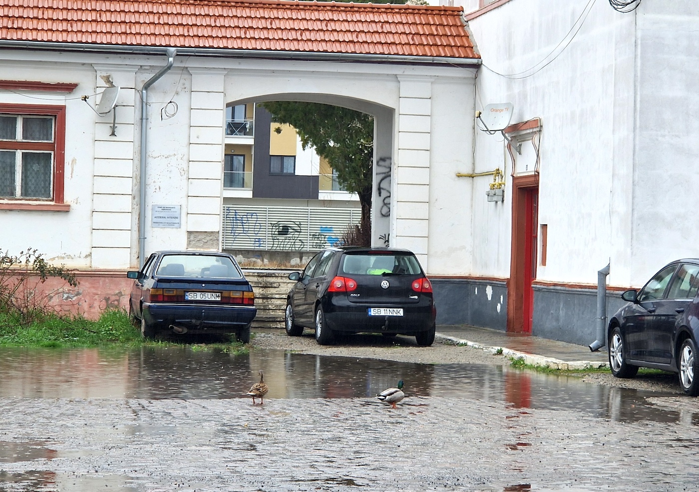 Sibiu, sat frumos. Balta din fața gării Turnișor a ajuns atât de mare încât atrage rațele sălbatice