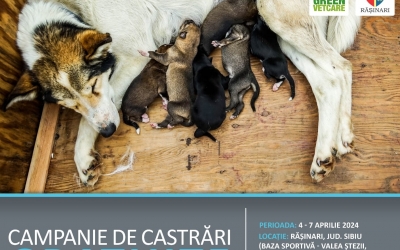 Animal Life: prima campanie de sterilizare gratuită a câinilor și pisicilor va fi la Rășinari, la începutul lunii aprilie