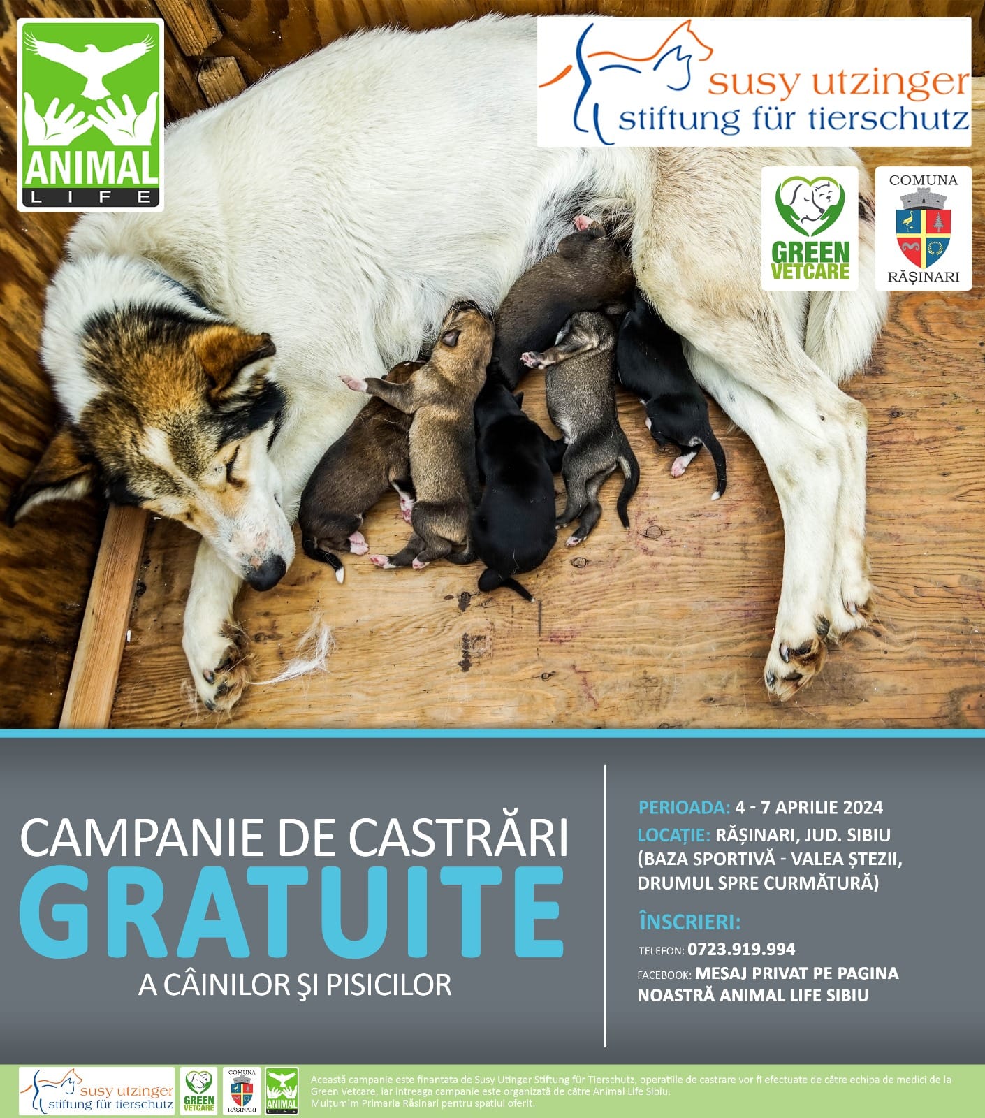 Animal Life: prima campanie de sterilizare gratuită a câinilor și pisicilor va fi la Rășinari, la începutul lunii aprilie