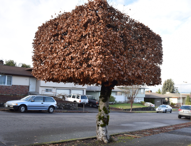 Formă dreptunghiulară pentru copacii de pe strada Oțelarilor din Sibiu. Tehnică în premieră pentru toaletarea arborilor