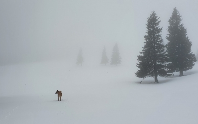 Ninge la munte. Meteorologii au emis cod galben de vreme rea pentru tot județul Sibiu