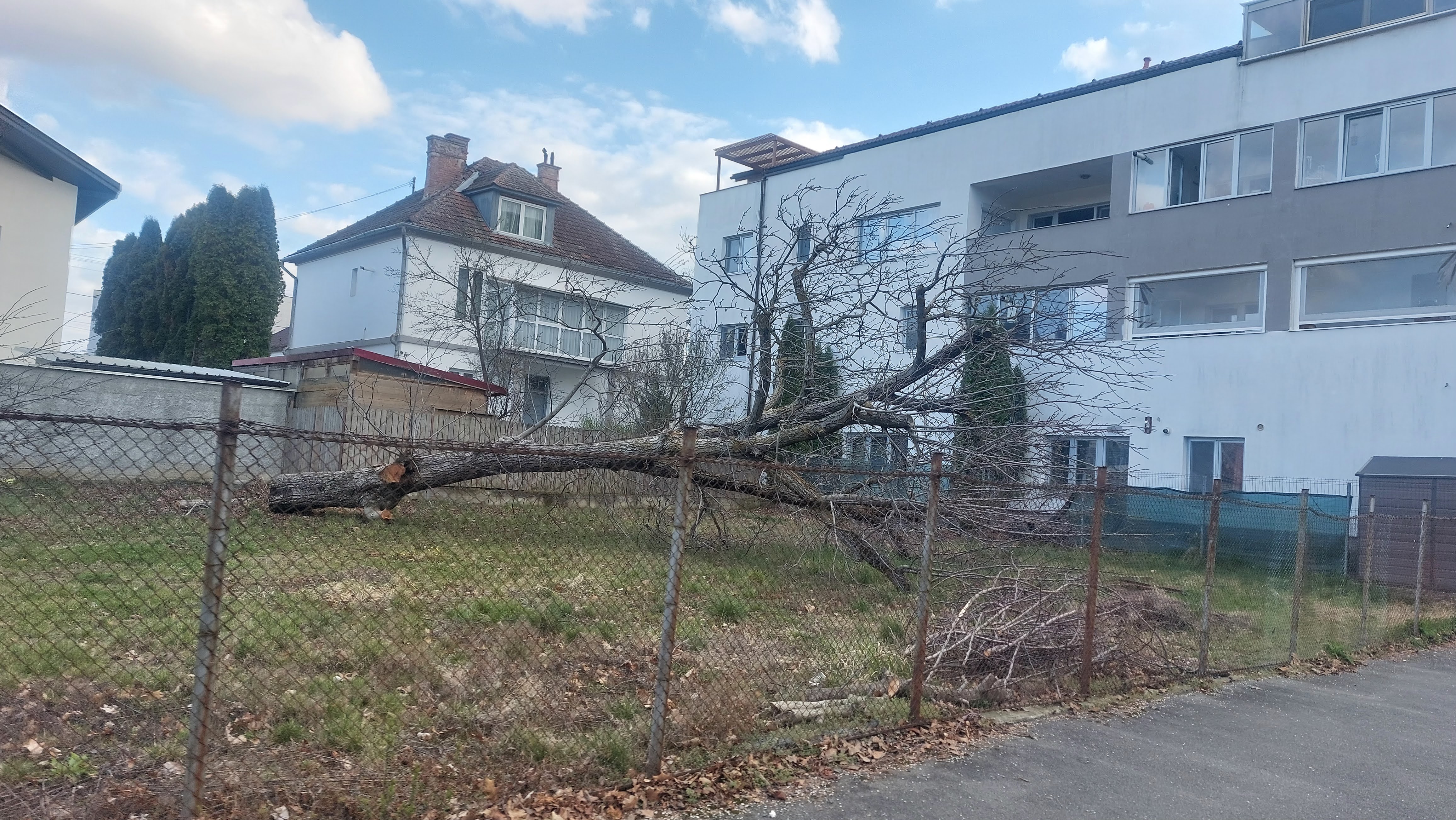 Știrea cititorului: Nuc matur tăiat pe Alea Călăreților. Reacția autorităților