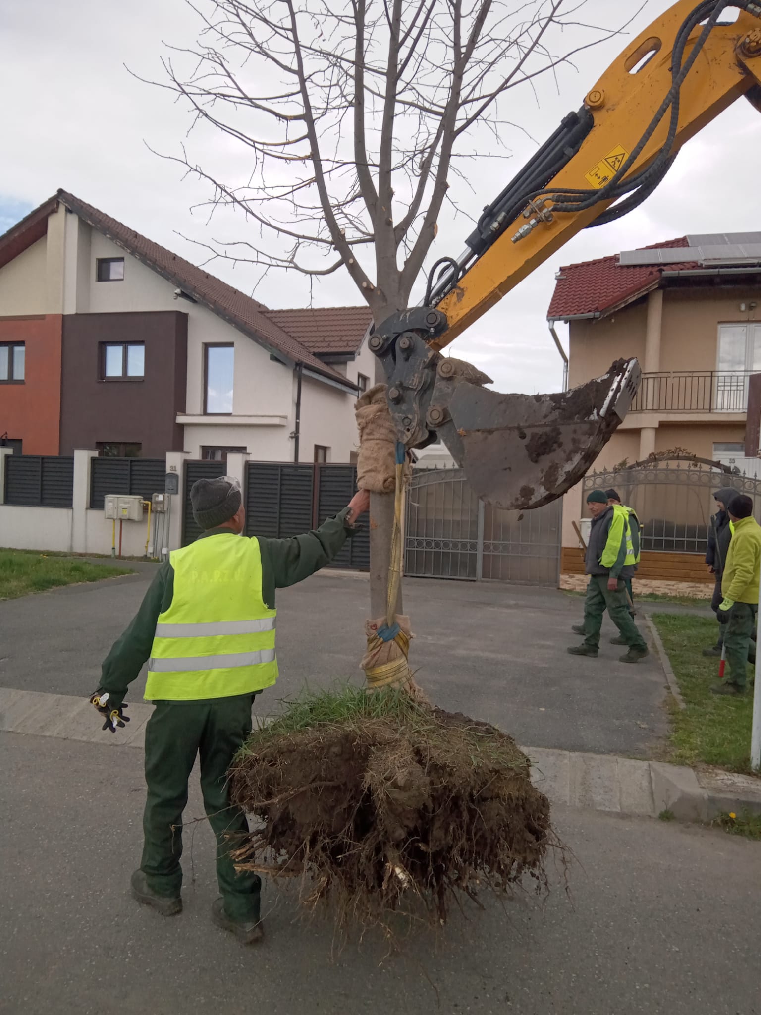 Copaci transplantați pe o stradă din Sibiu, pentru a-i proteja în timpul lucrărilor de modernizare