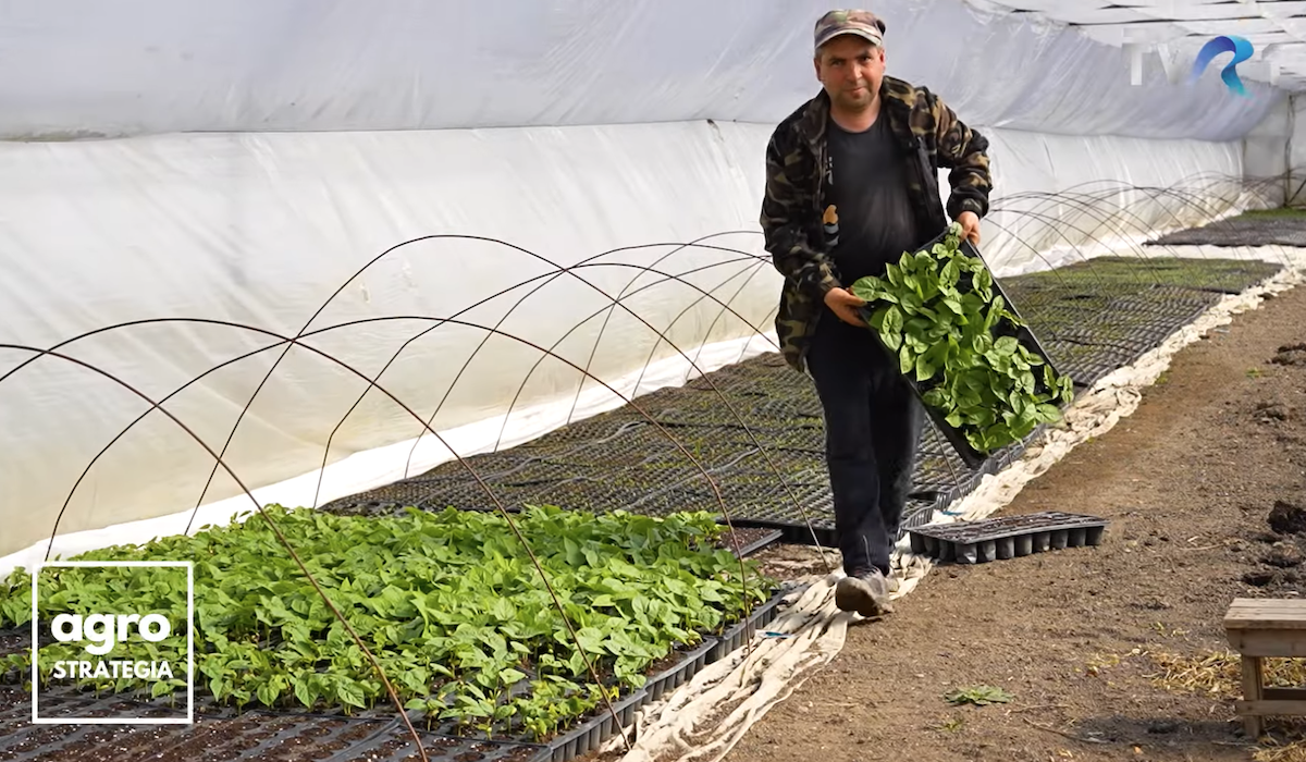 Fermierul din Săcădate care cultivă legume românești: „Nu trebuie să acceptăm ca să fim noi țara de consum a produselor altora”