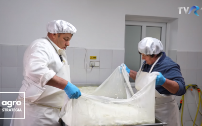 Producător din Vurpăr: Pentru un kg de Telemea de Sibiu folosim 5 litri de lapte de oaie, iar costurile de producție sunt de 6 lei litru de lapte