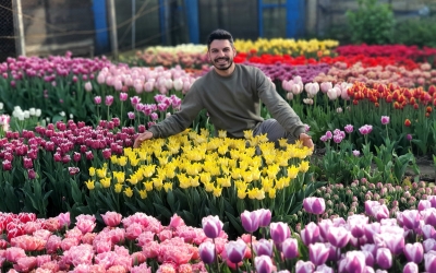 După ce a muncit în Olanda, un sibian și-a deschis grădină cu lalele pe 2.000 de mp. Accesul liber pentru vizitatori și fotografii profesionale gratuite