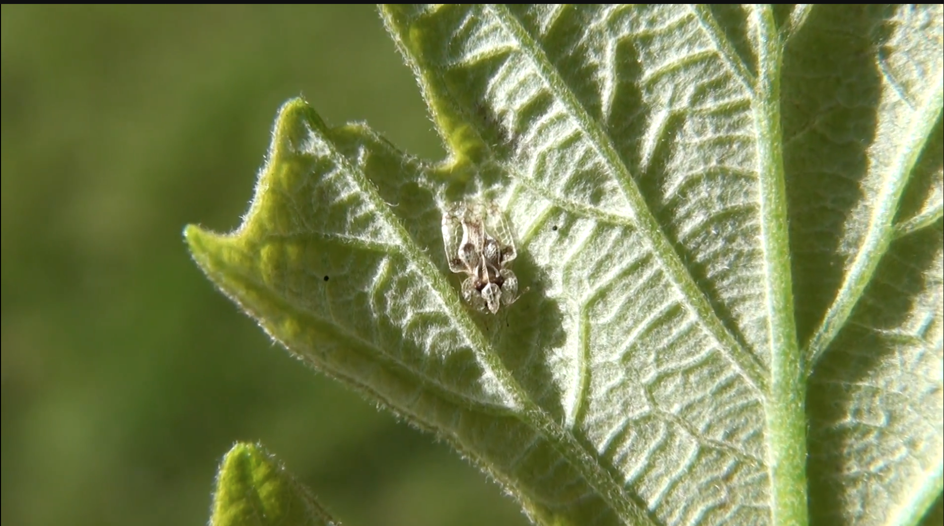 Explicațiile Primăriei pentru sibienii deranjați de tigrul platanului și ploșnița dantelată: Activitățile de dezinsecție nu includ și combaterea acestor insecte