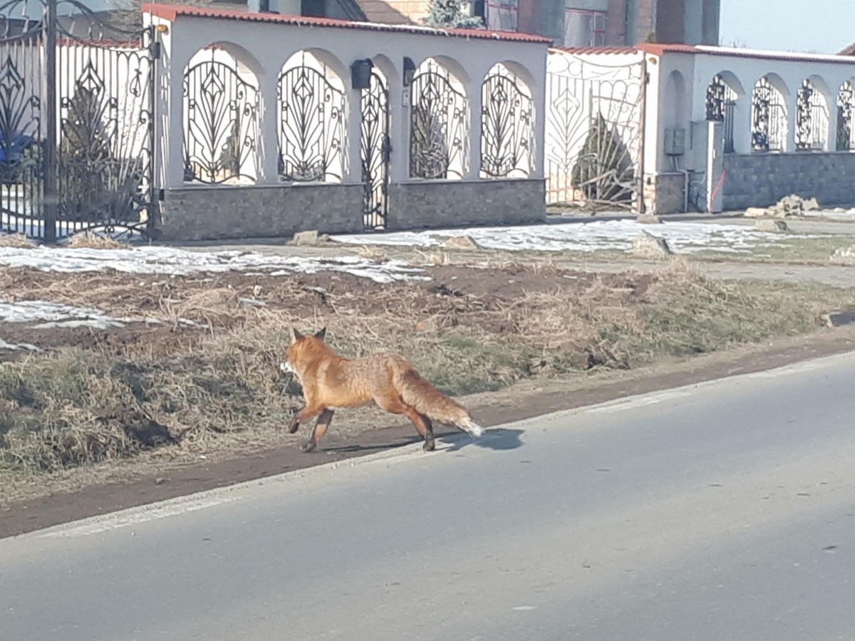 Vânătoarea de vulpi. Primăria încheie un contract cu o asociație din Șelimbăr pentru a prinde animalele sălbatice care intră în oraș