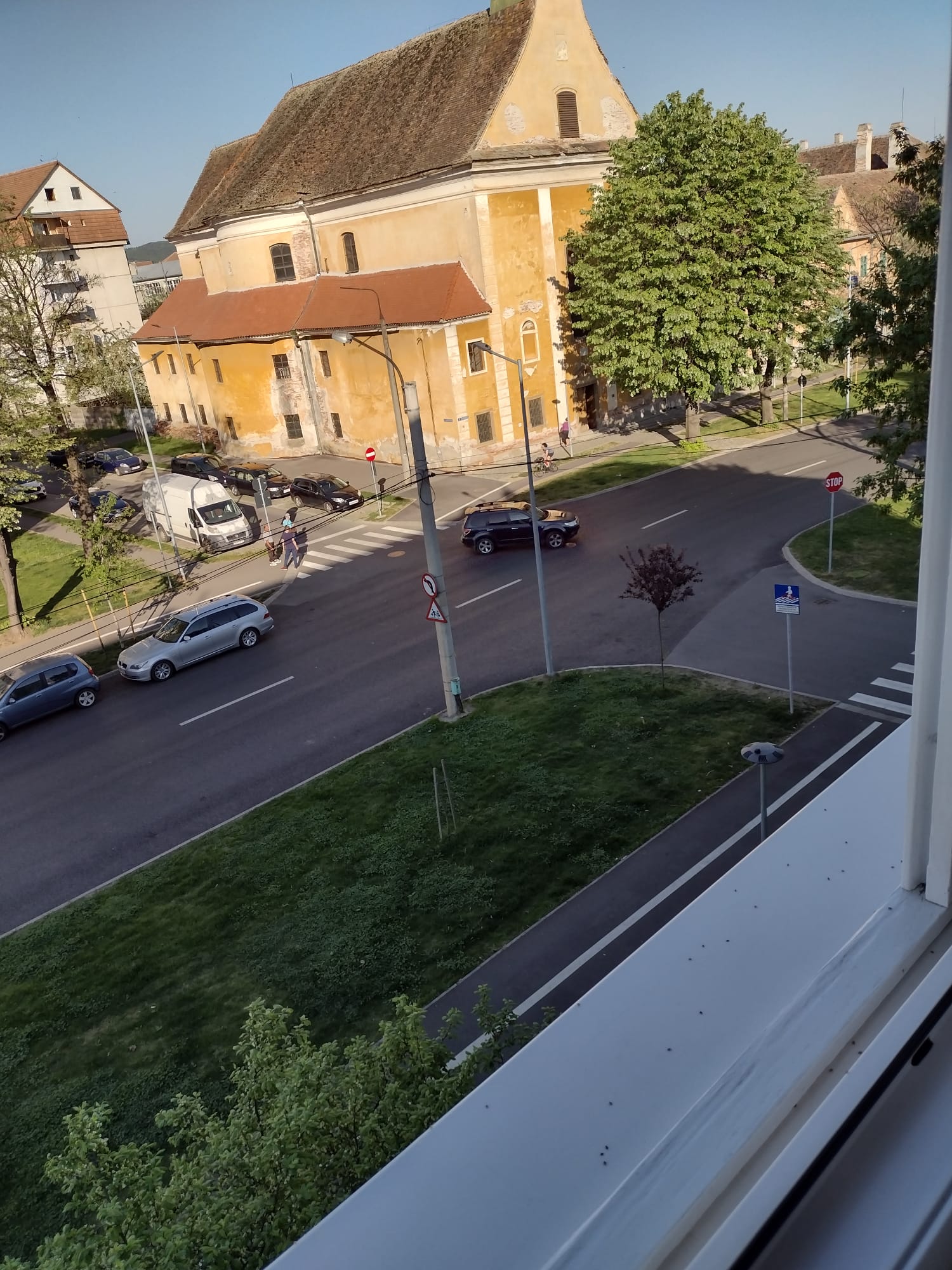 Ce au făcut primarii din Alba Iulia și Făgăraș în legătură cu tigrul platanului și ploșnița dantelată. La Sibiu încă nu se știe instituția care ar putea interveni