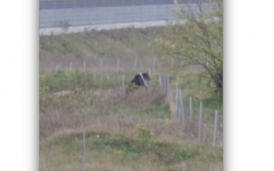 VIDEO Un urs a fost filmat în apropierea autostrăzii, aproape de Alba Iulia. Animalul ar putea fi rănit de o mașină