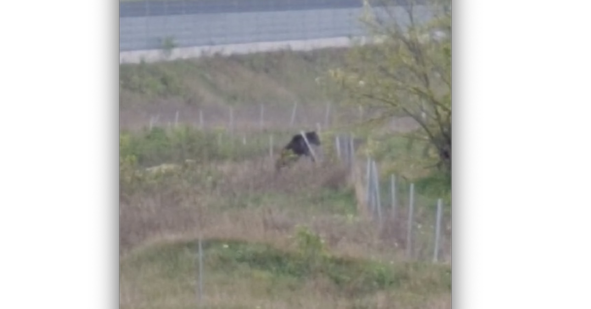 VIDEO Un urs a fost filmat în apropierea autostrăzii, aproape de Alba Iulia. Animalul ar putea fi rănit de o mașină