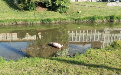 Sibiu, sat frumos: Porc mort în Cibin, aproape de centru. Șef la Apele Române: E plin de camere de filmat în Sibiu! Degeaba!