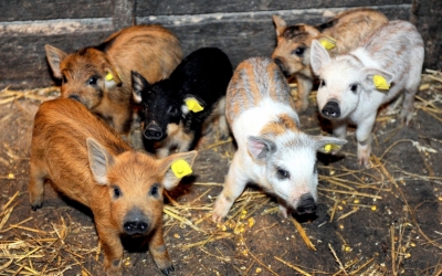 Ajutor de minimis de 2.000 de lei pe scroafă pe an pentru crescătorii de porci de reproducţie din rasele Bazna şi Mangaliţa
