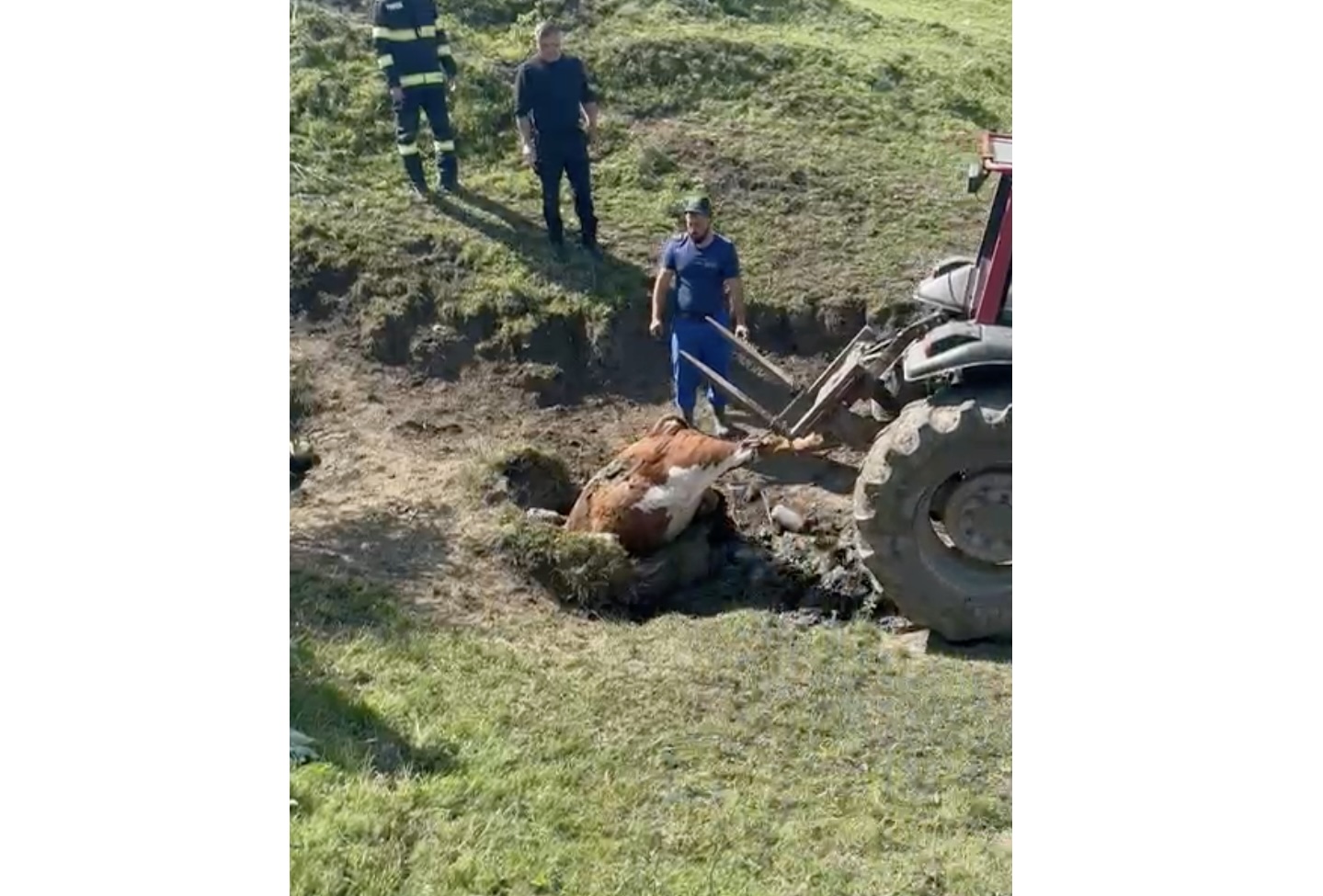 VIDEO Un taur de 400 de kg a murit înecat într-un puț pe pășunea din Brateiu. Dispută între proprietar și administrația locală: ”Îi dau în judecată”