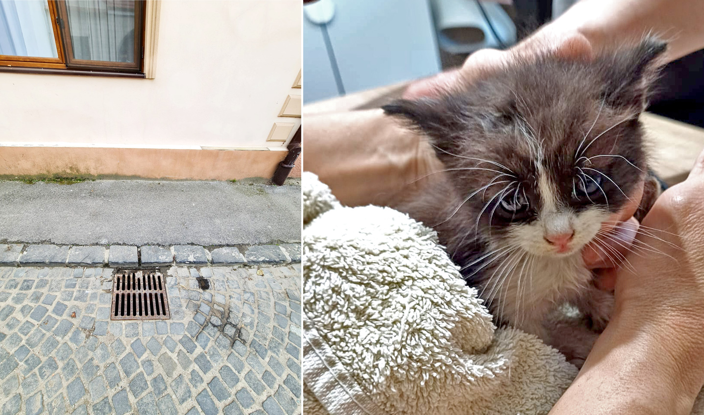 Doi pui de pisică, salvați dintr-un canal, aproape de centrul Sibiului. Animal Life: Nu știm cum au ajuns acolo, însă persoana care ne-a sesizat i-a auzit și cu o zi înainte