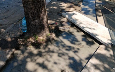 Știrea cititorului: Copac verde cimentat la rădăcină. ”Fiecare arbore sănătos merită salvat”