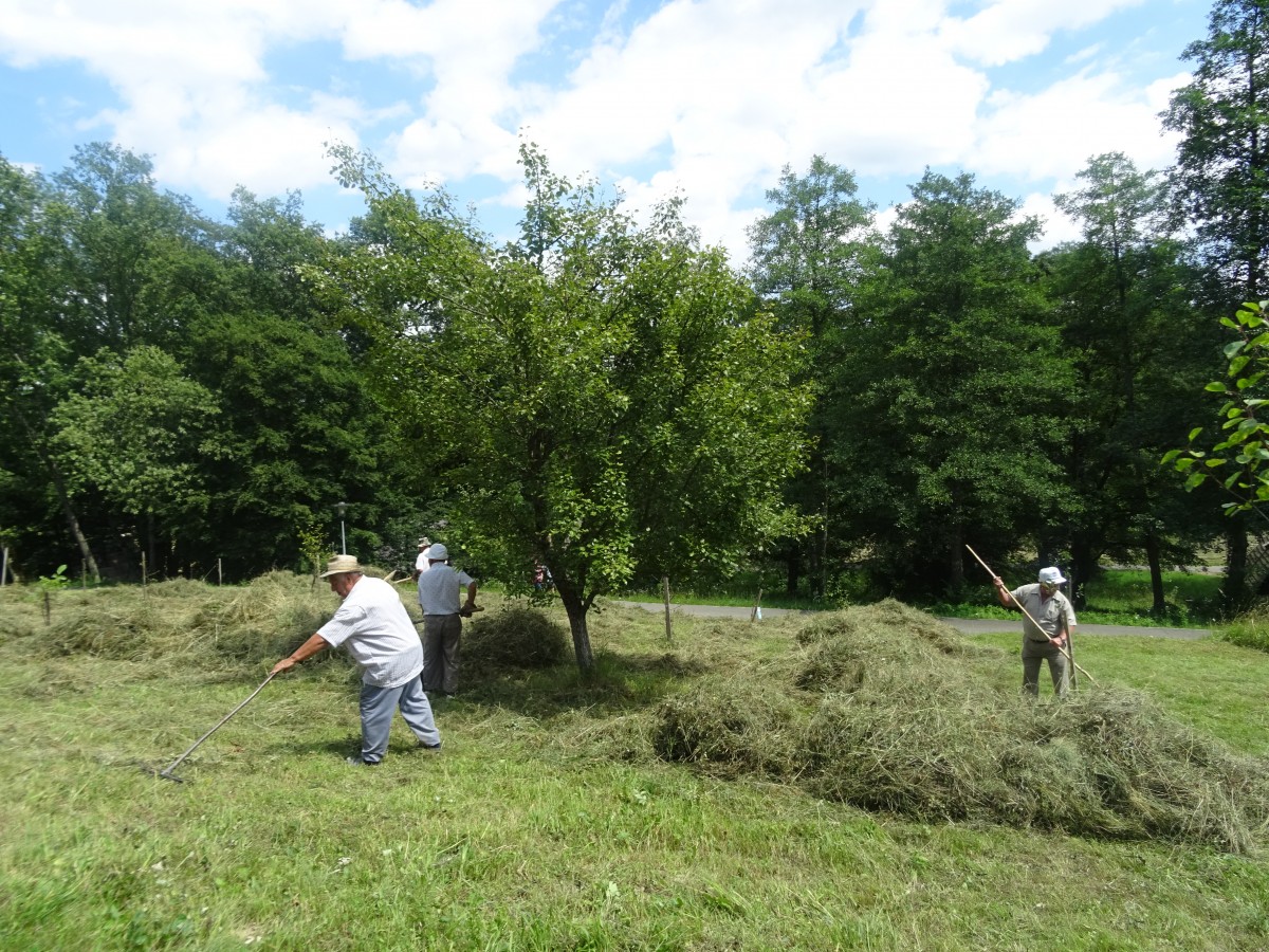 Aproape un milion de lei costă cosirea ierbii în Sibiu. Sunt aproape trei milioane de mp de cosit