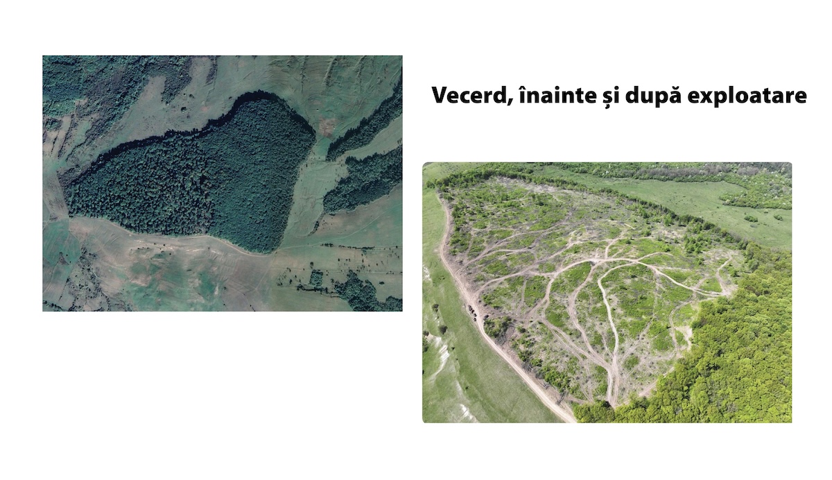 Agent Green acuză tăieri ilegale pentru IKEA, în Sibiu. Pădurile se află în arii protejate și sunt administrate de Romsilva. Reacția instituției: ”Totul s-a făcut legal”