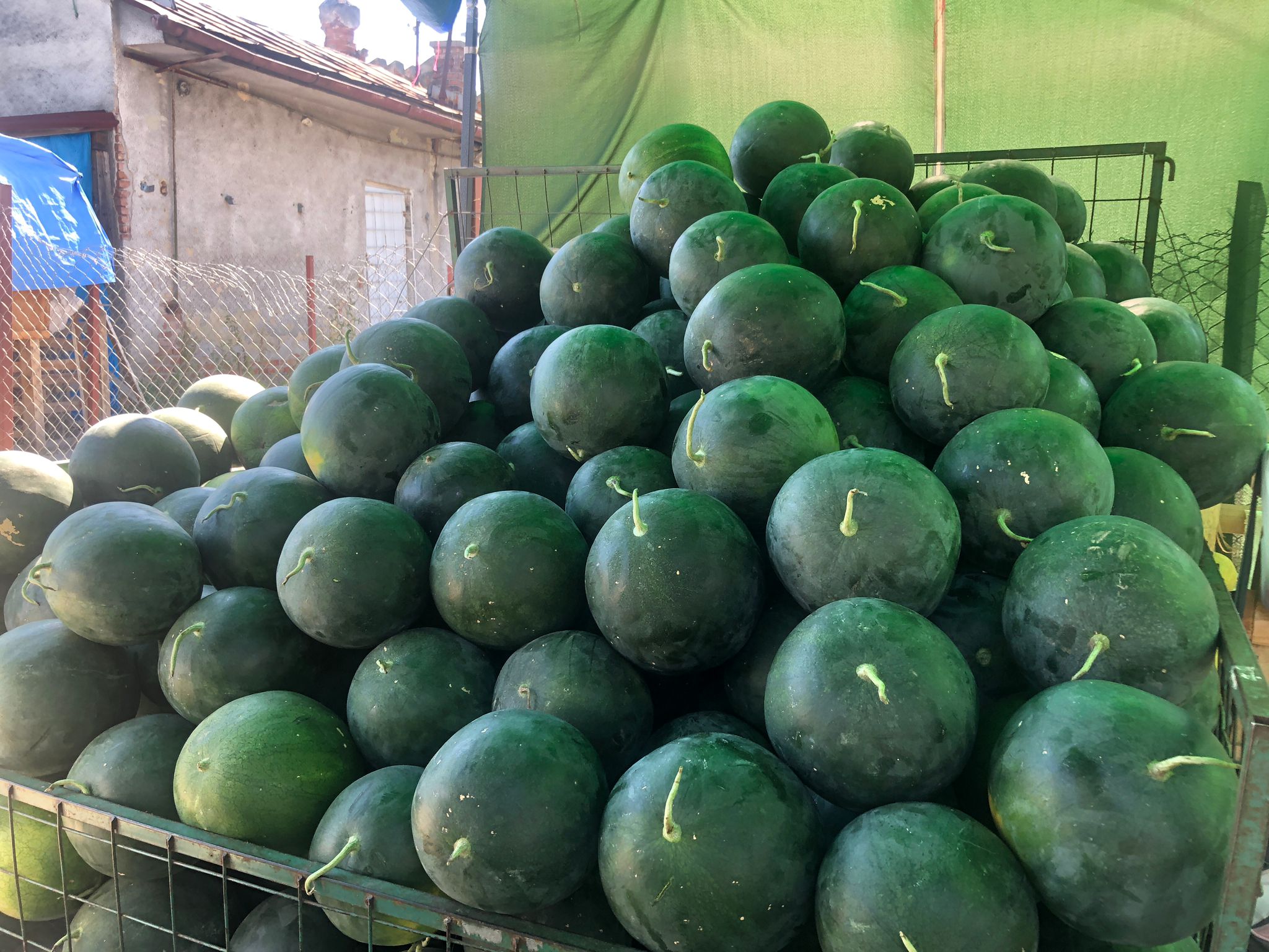 Cum alegem un pepene copt și dulce? Recomandări de la un producător din Dăbuleni