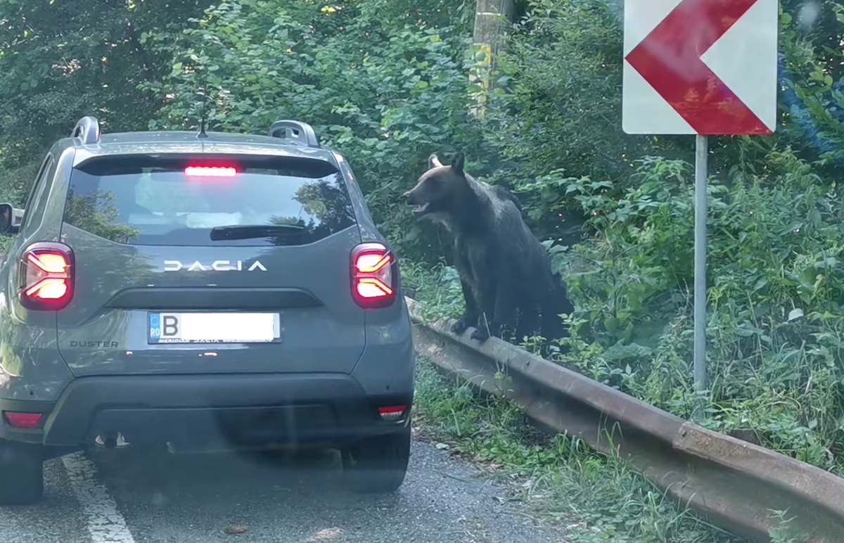 VIDEO S-a deschis Transfăgărășanul. Directorul CNAIR, apel către turiști: nu hrăniți urșii!