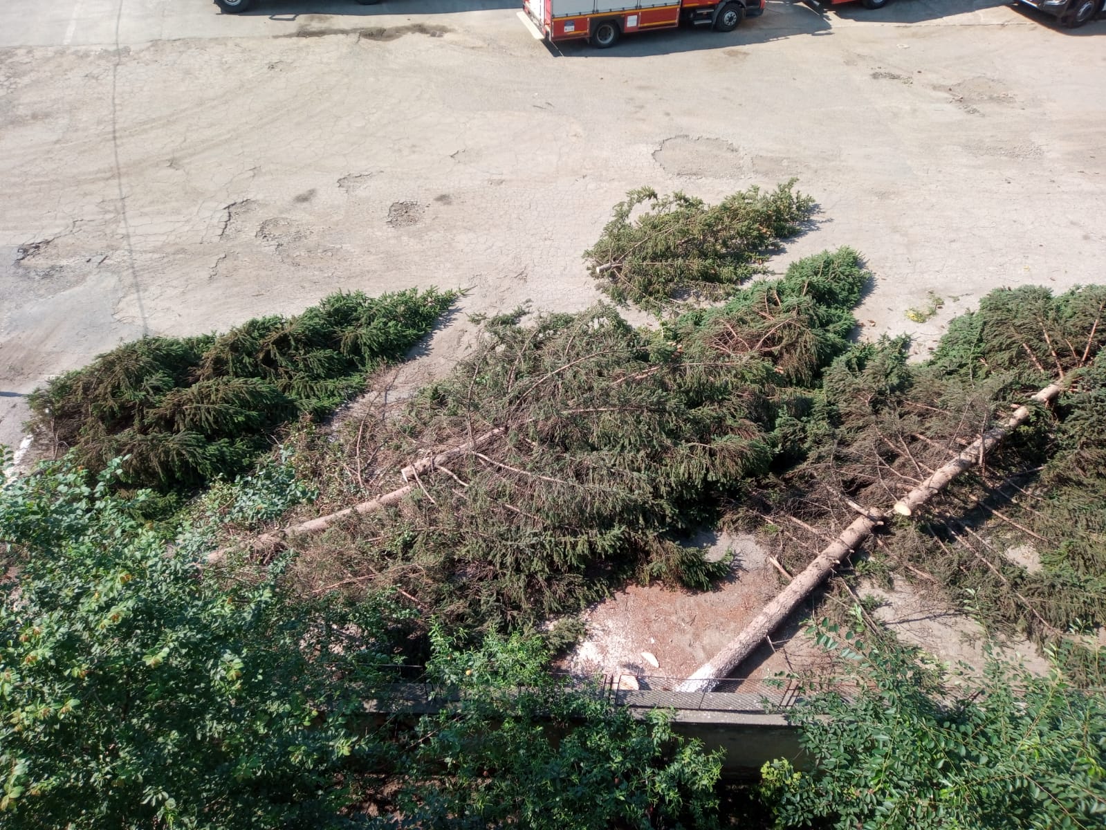 ”Aveam și noi un pic de umbră și ne-au luat-o și pe aceea”. Sibieni nemulțumiți de tăierea mai multor arbori în curtea ISU Sibiu
