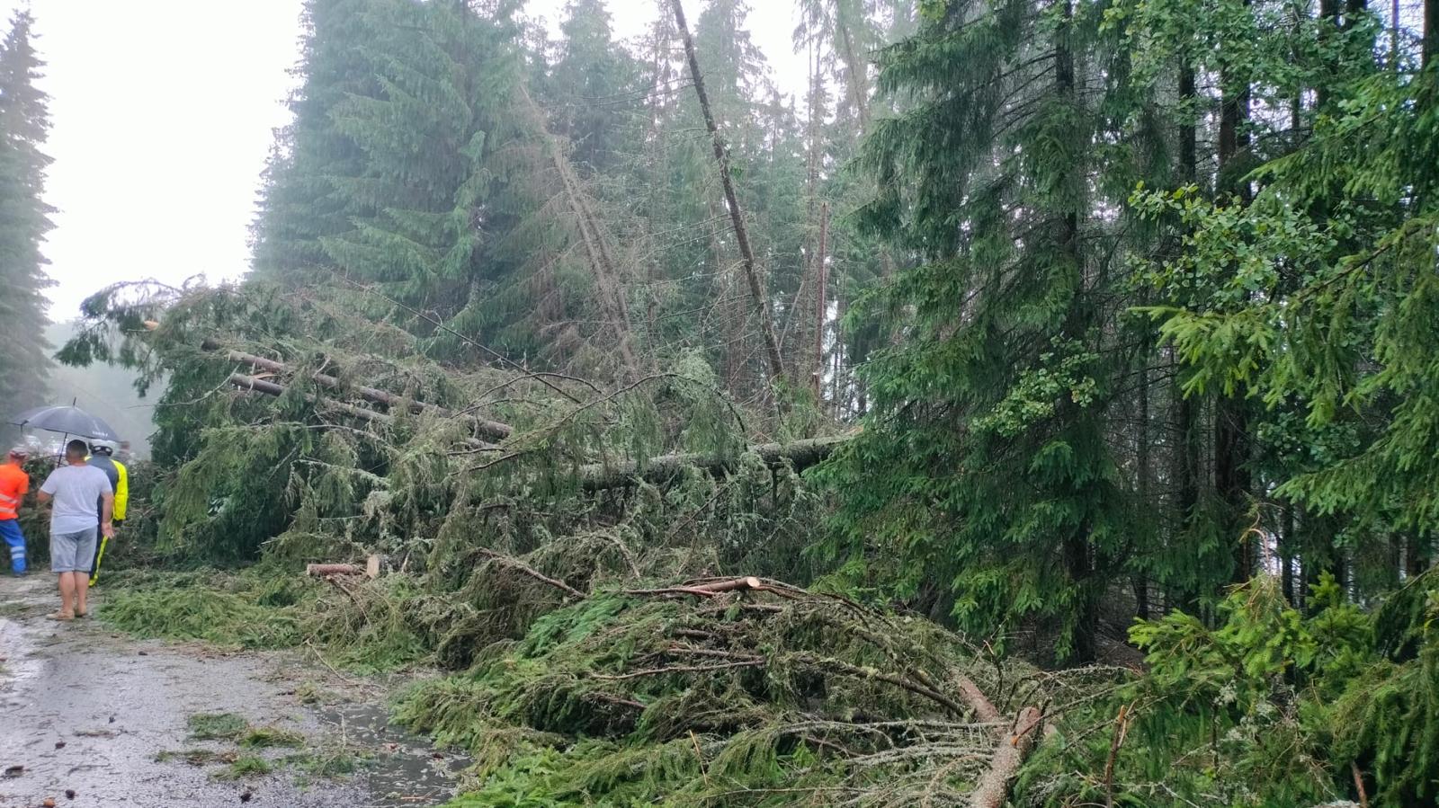 Trafic blocat pe Transalpina, în județul Alba. O furtună puternică a doborât mai mulți copaci pe carosabil