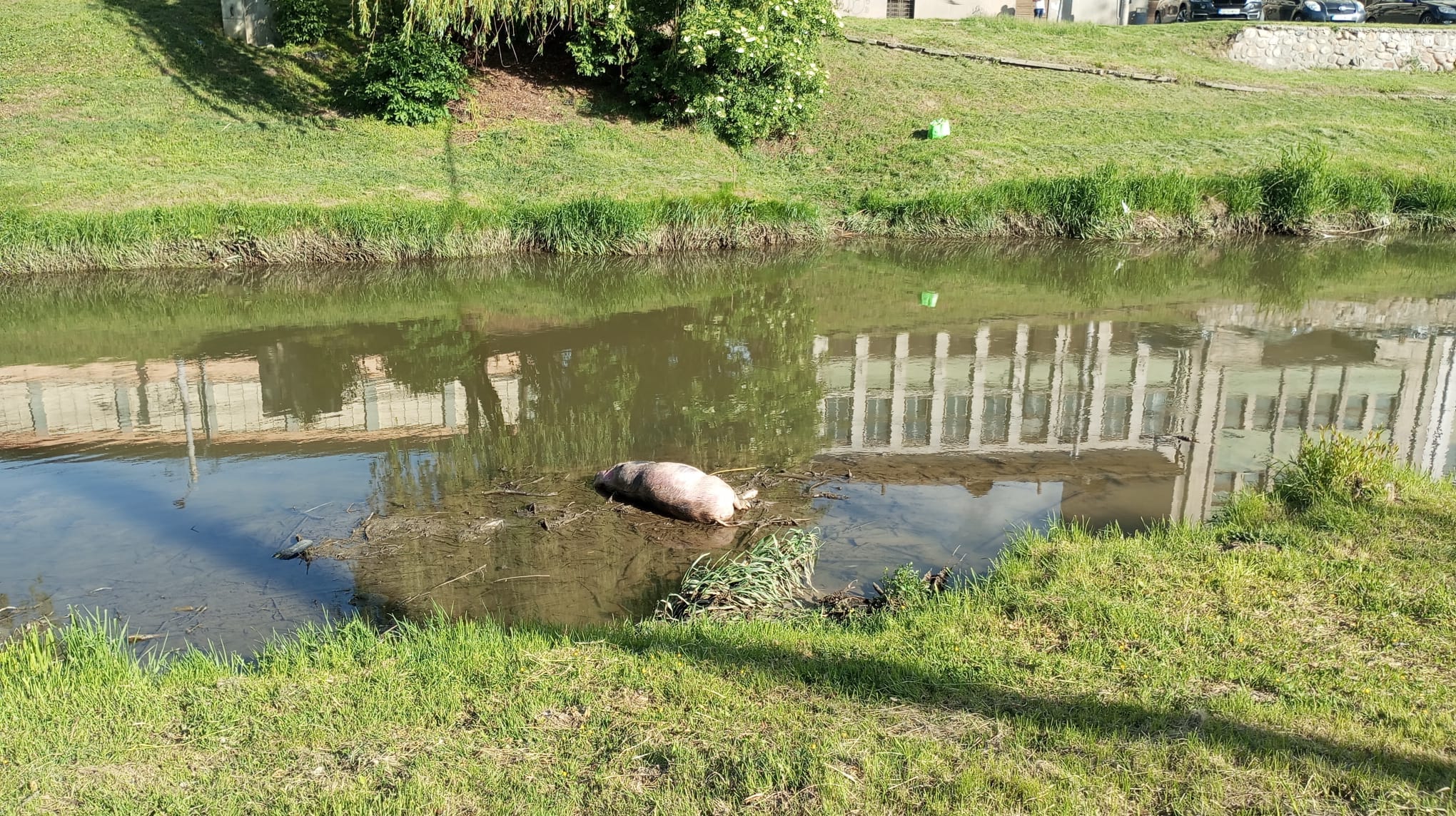 Sibiu, sat frumos: Doi porci morți aruncați în râul Cibin. Pestă porcină depistată în municipiul Sibiu