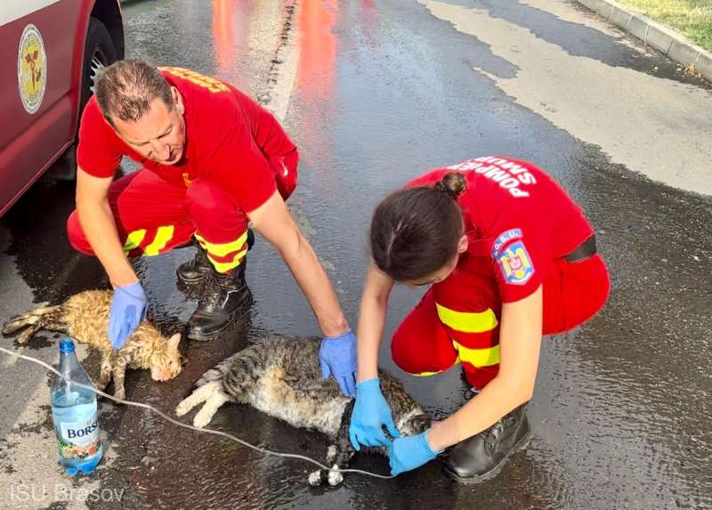 Pompierii din Brașov au salvat din flăcări două pisici, una a fost resuscitată. „În spatele costumelor de protecţie găsim empatie, compasiune şi dorinţa de a salva orice viaţă”