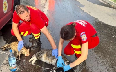 Pompierii din Brașov au salvat din flăcări două pisici, una a fost resuscitată. „În spatele costumelor de protecţie găsim empatie, compasiune şi dorinţa de a salva orice viaţă”