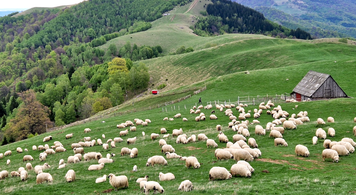 Autoritățile verifică stânile din Sibiu: în țară a fost semnalat primul focar de pestă a micilor rumegătoare, cu o mortalitate de 70%