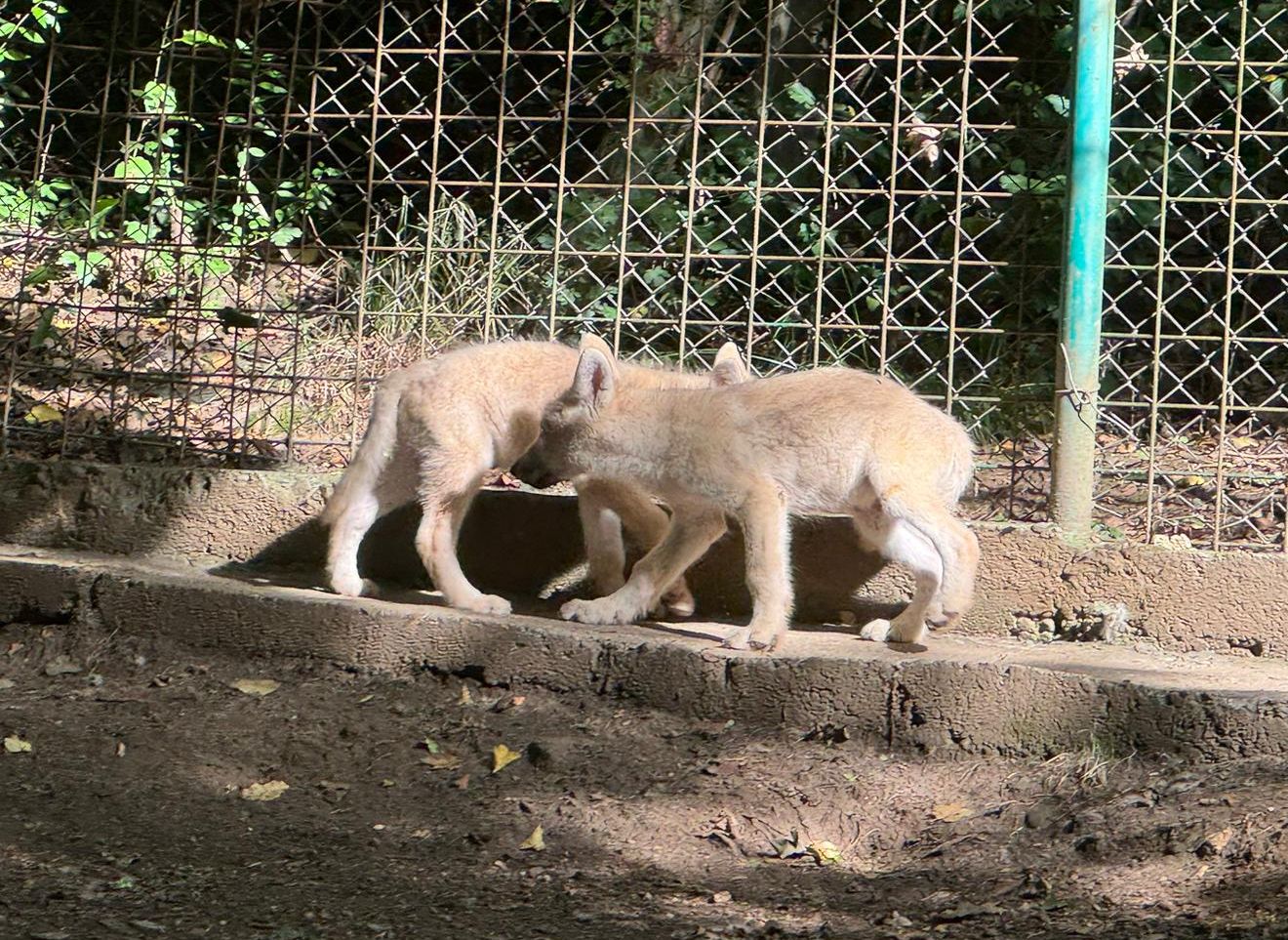 5 pui de lup alb s-au născut în premieră în România, la ZOO Sibiu. Părinții puilor au venit din Ungaria, nimeni nu a știut că femela era gestantă