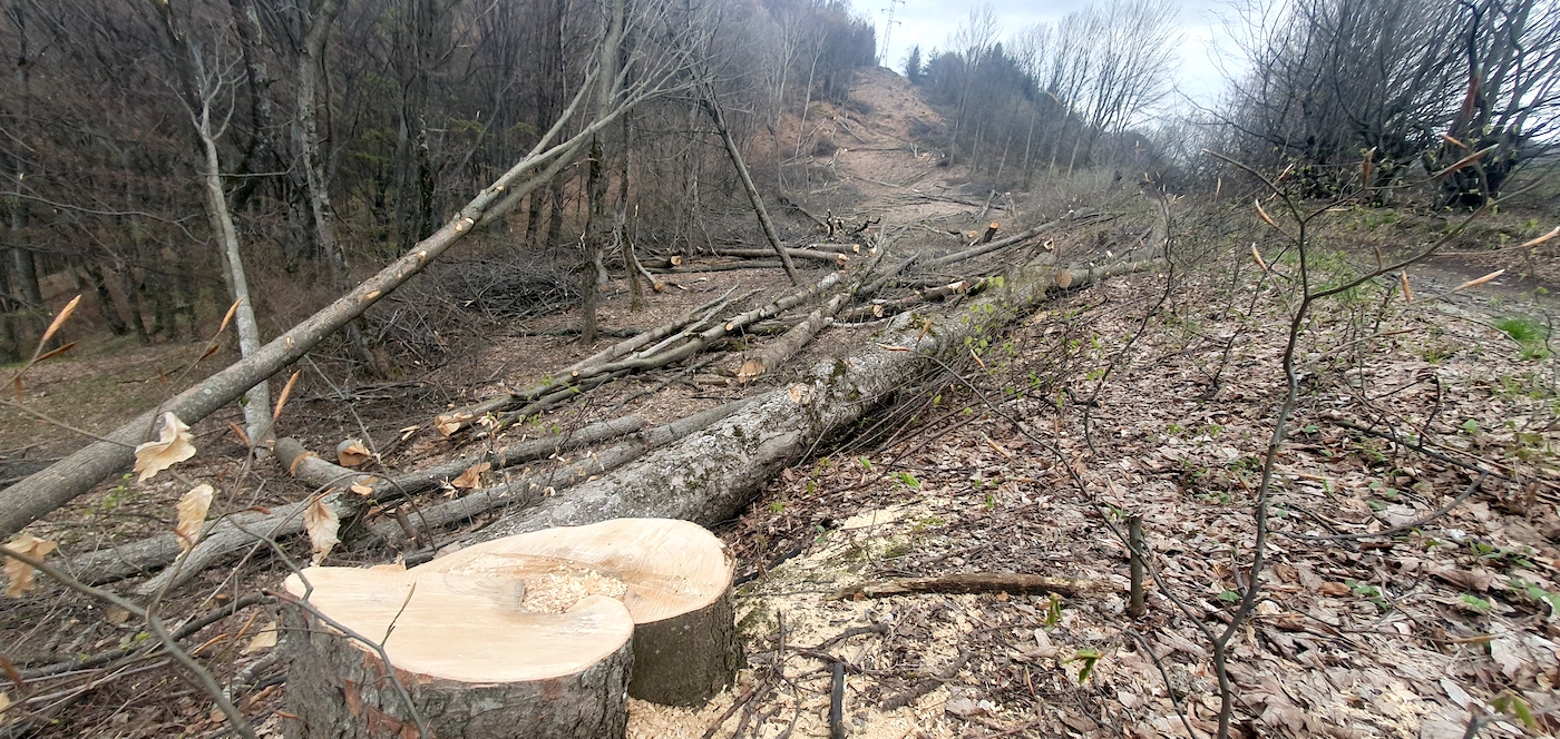 Furt de lemne în comuna Roșia: Șef de district silvic reținut pentru tăiere fără drept de arbori, furt de arbori și fals intelectual