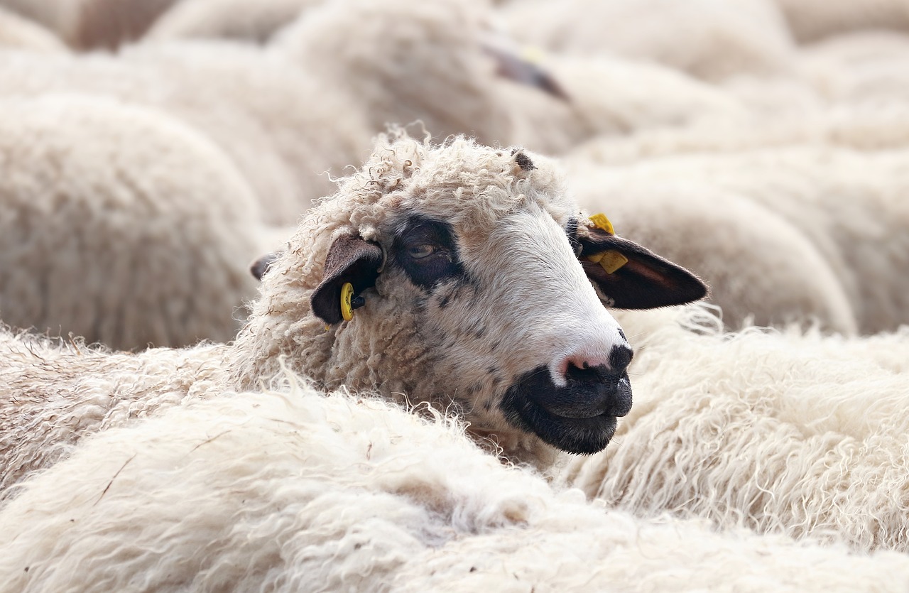 Investiție la Șeica Mare: lâna oilor va fi transformată în îngrășământ pentru agricultură. „Din 10 proiecte a rămas doar al nostru”