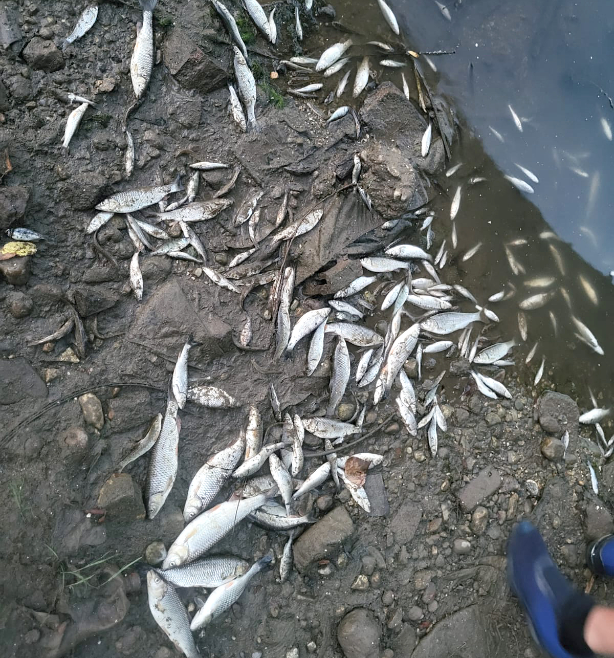 Poluare evidentă, cu autor necunoscut. Apele Române și Garda de Mediu nu au aflat cine a omorât puietul de pește pe Cibin