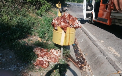 ACTUALIZARE Peste o sută de găini moarte descoperite și la Șeica Mare. Primar: ”Există riscul să fie bolnave”