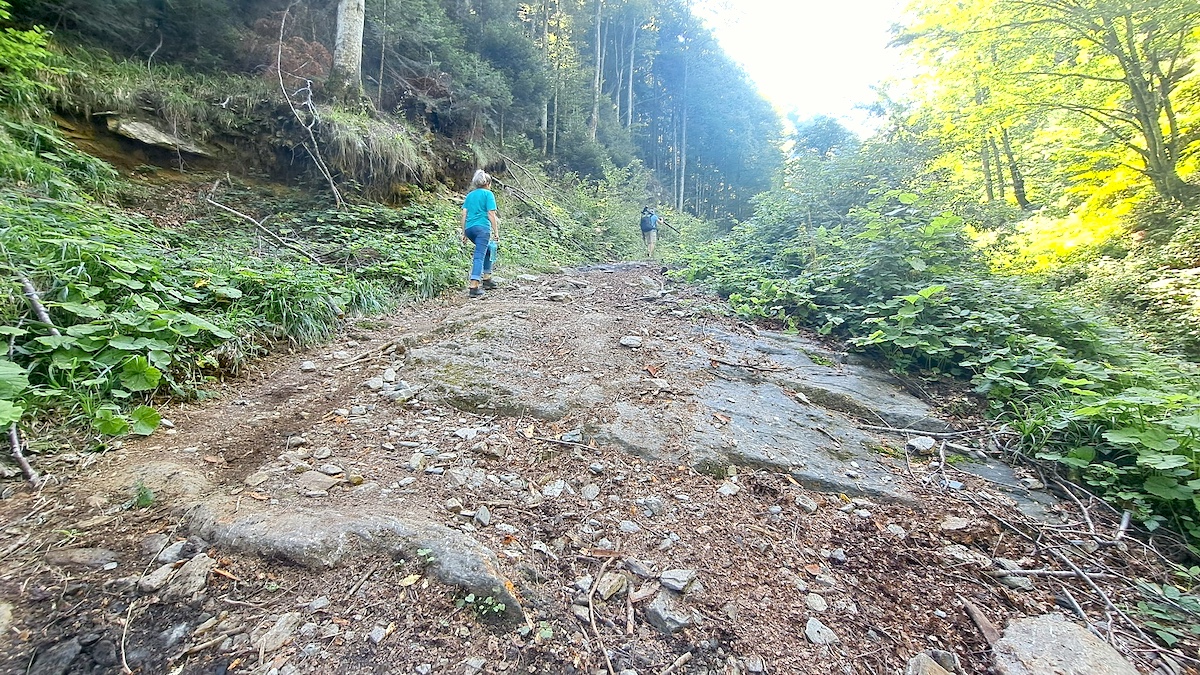 Agent Green reclamă exploatări într-o pădure virgină de deasupra Văii Moașei. Directorul Direcției Silvice Sibiu: „Nu e pădure virgină. Mâine mergem să verificăm”
