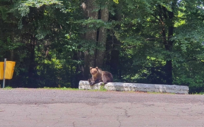 Urșii de pe Transfăgărășan. Ministrul Mediului vrea camere video, mărirea amenzilor pentru cei care hrănesc animalele și panouri de avertizare